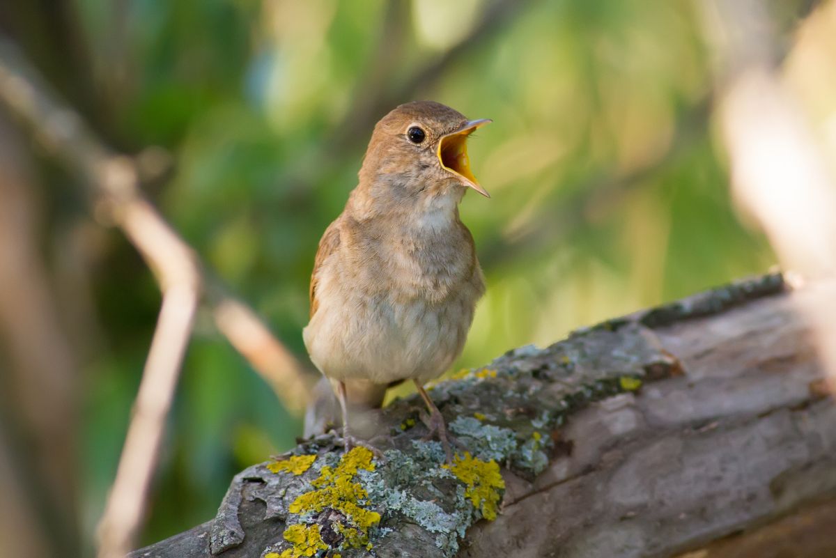 An adorable chirping Common Nightingale perched on a wooden log.