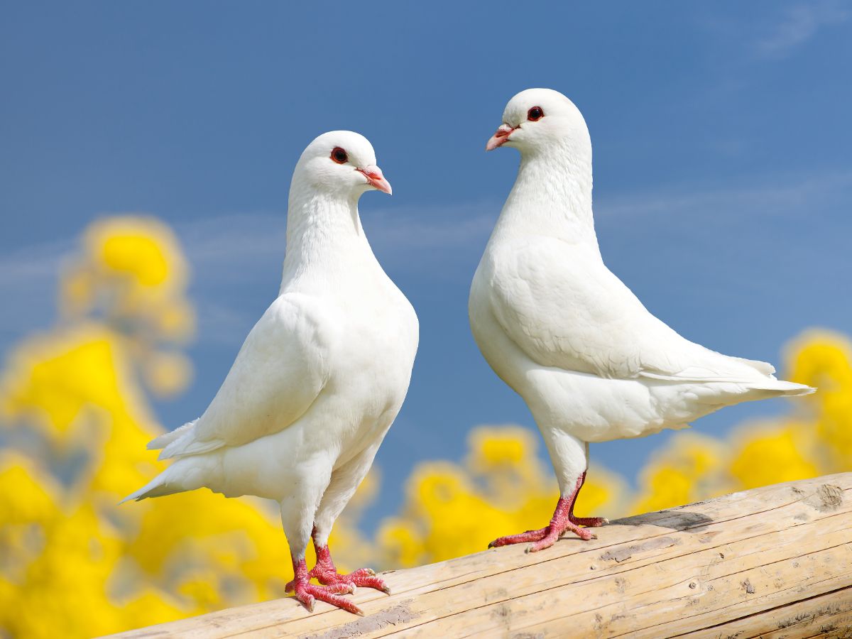 Two white Doves perched on a wooden log.
