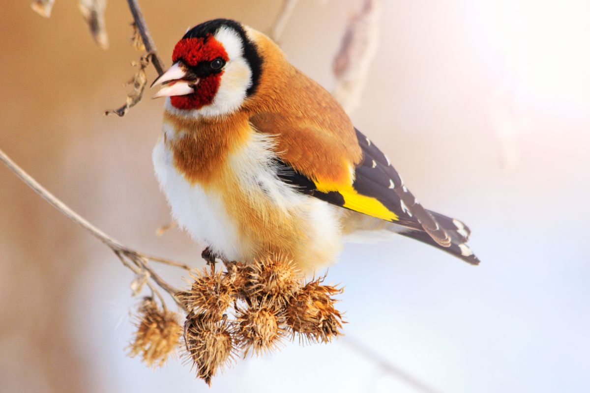 An adorable Finch perched on a dried flower.