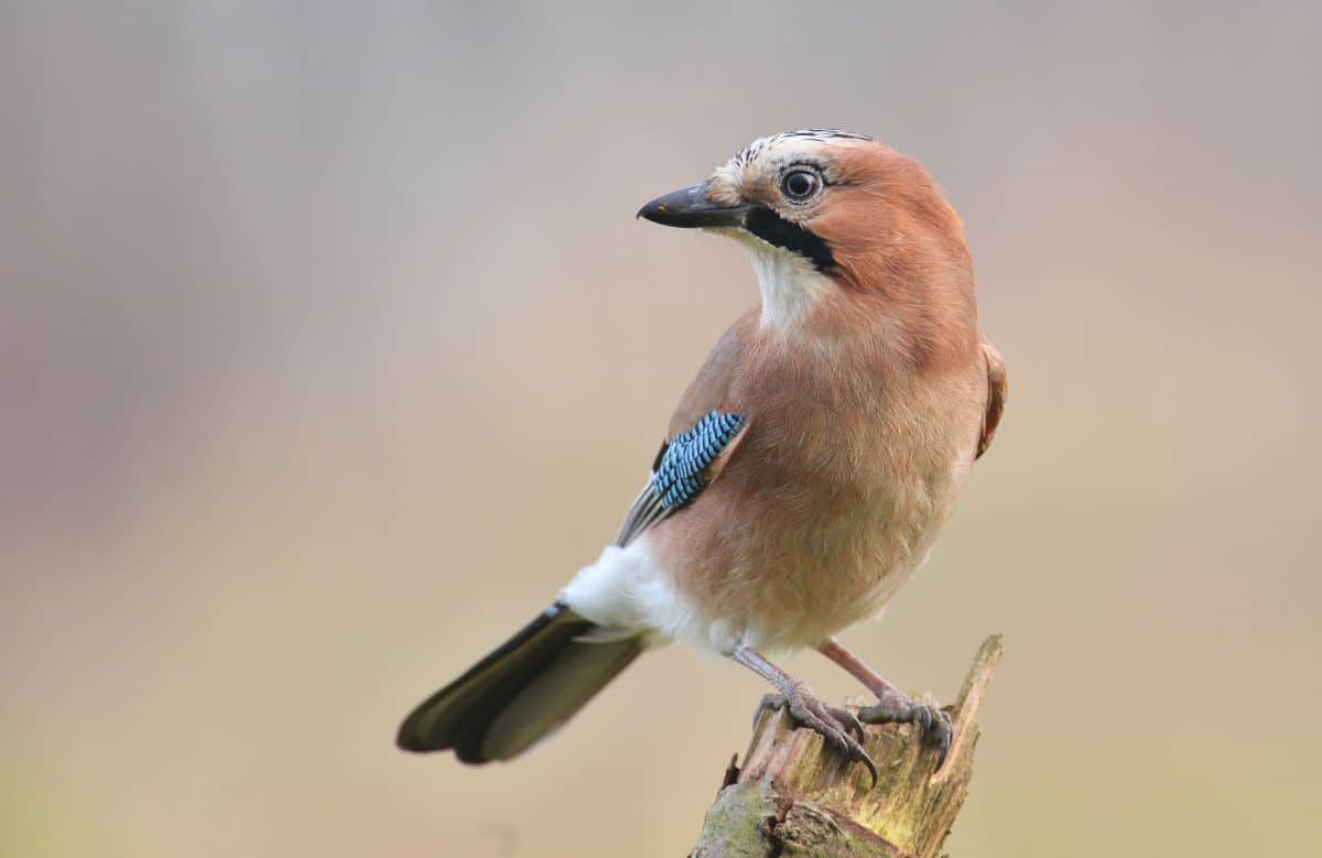 An adorable Jay perched on a branch.