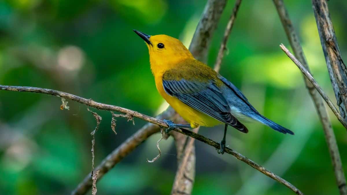 An adorable Prothonotary Warbler perched on a thin branch,