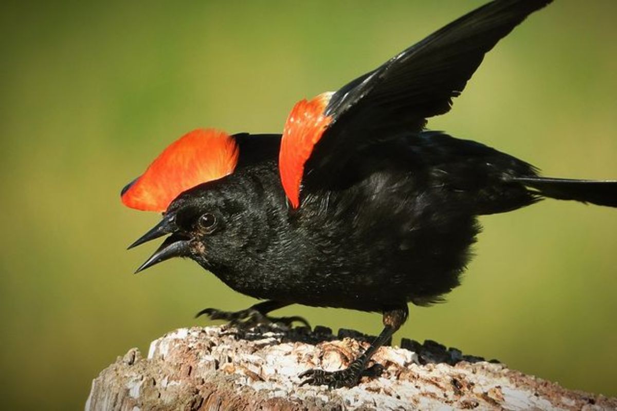 A beautiful Red-Winged Blackbird ready to take off from a wooden pole.