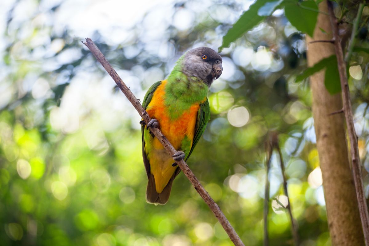 A beautiful colorful Senegal Parrot perched on a branch.