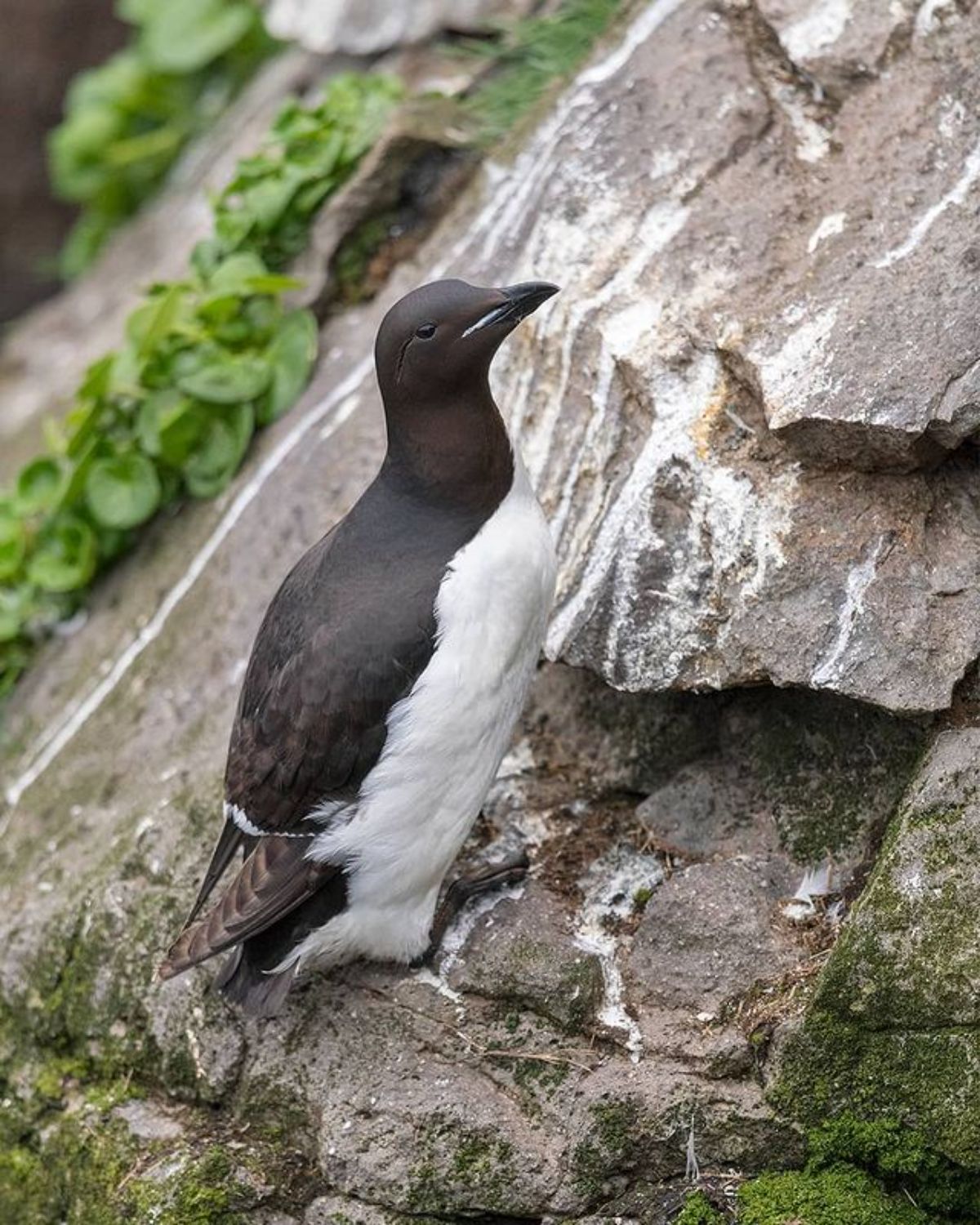 A beautiful Thick-billed Murre perched on a rock.