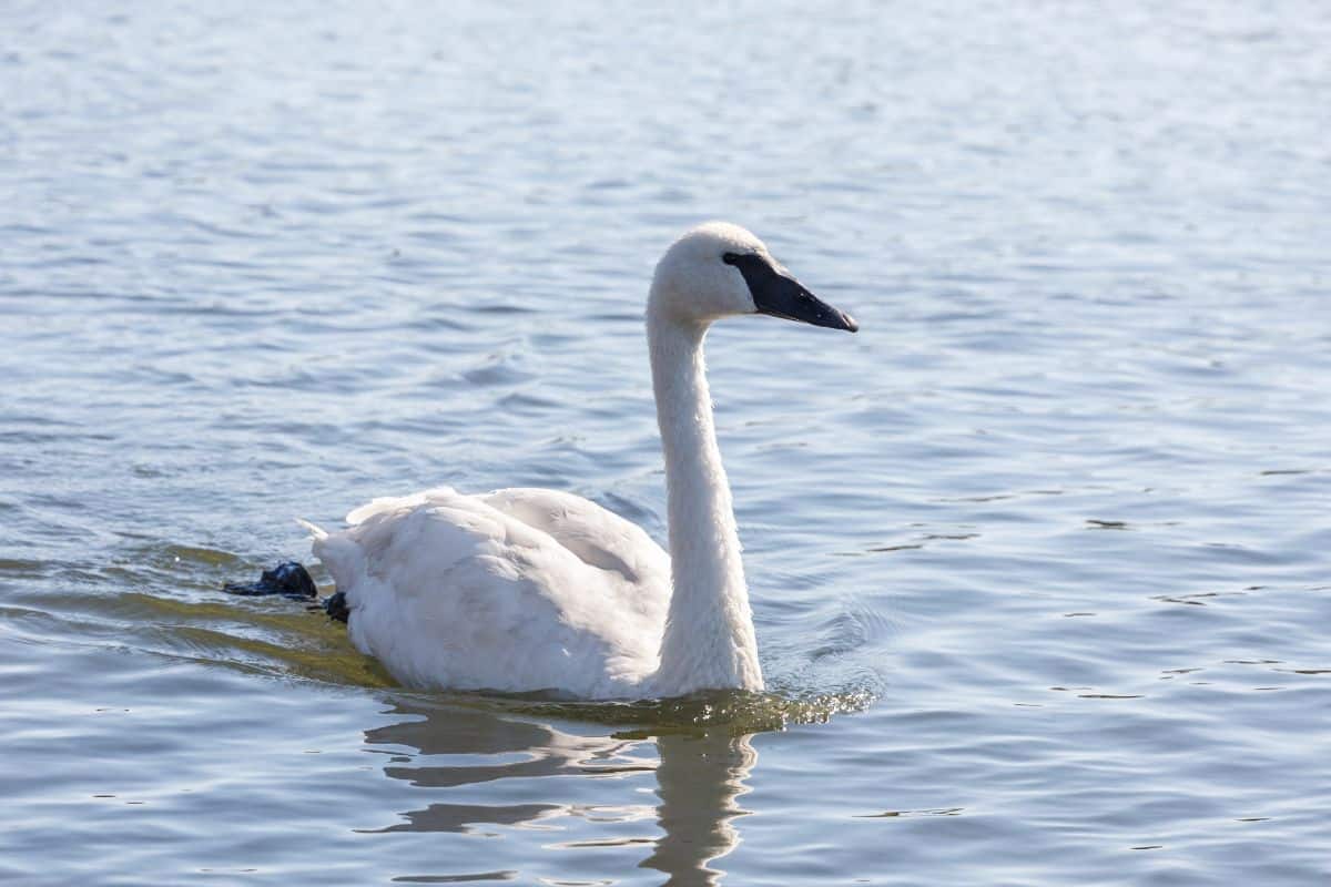 A beautiful Trumpeter Swan swimming in water.