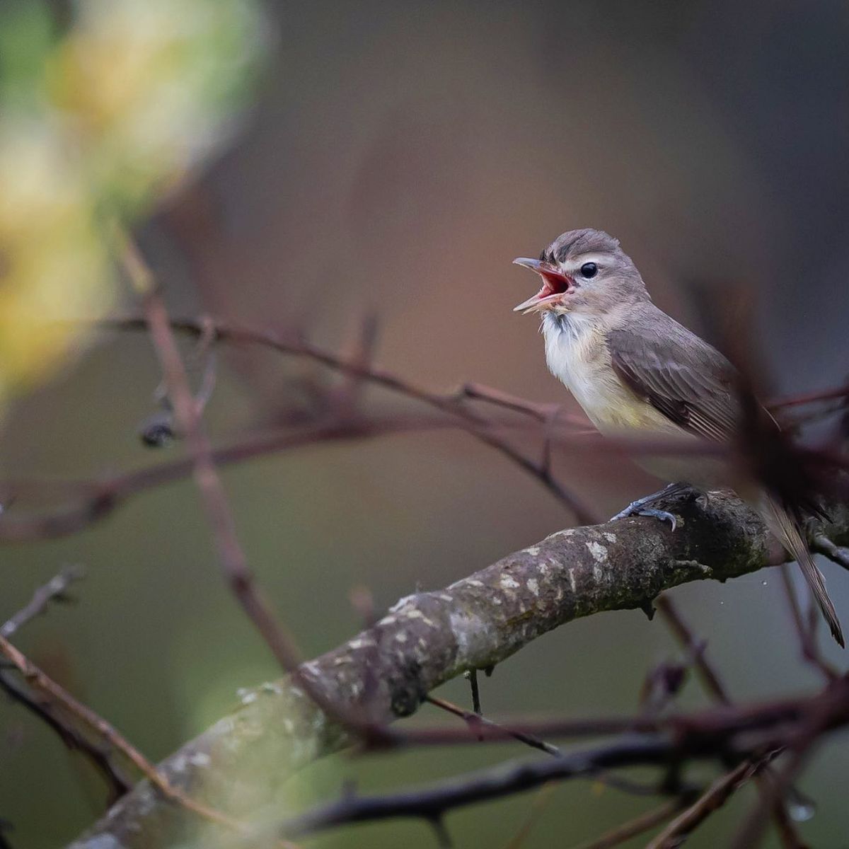 A cute singing Warbling Vireo perched on a branch.