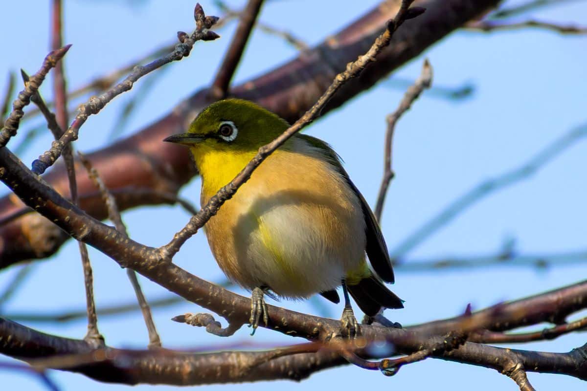 An adorable Warbling White-Eye perched on a branch.