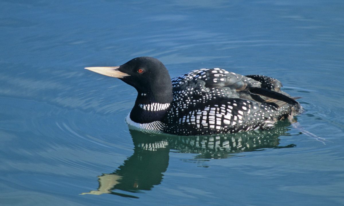 A beautiful Yellow-billed Loon swimming in the water.