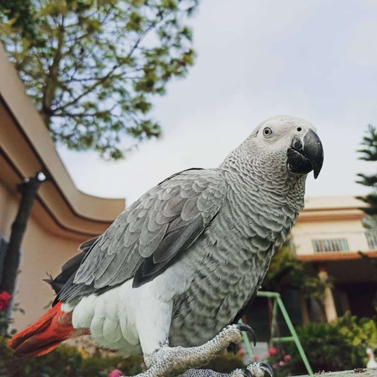 A beautiful African Gray Parrot perched in a backyard.