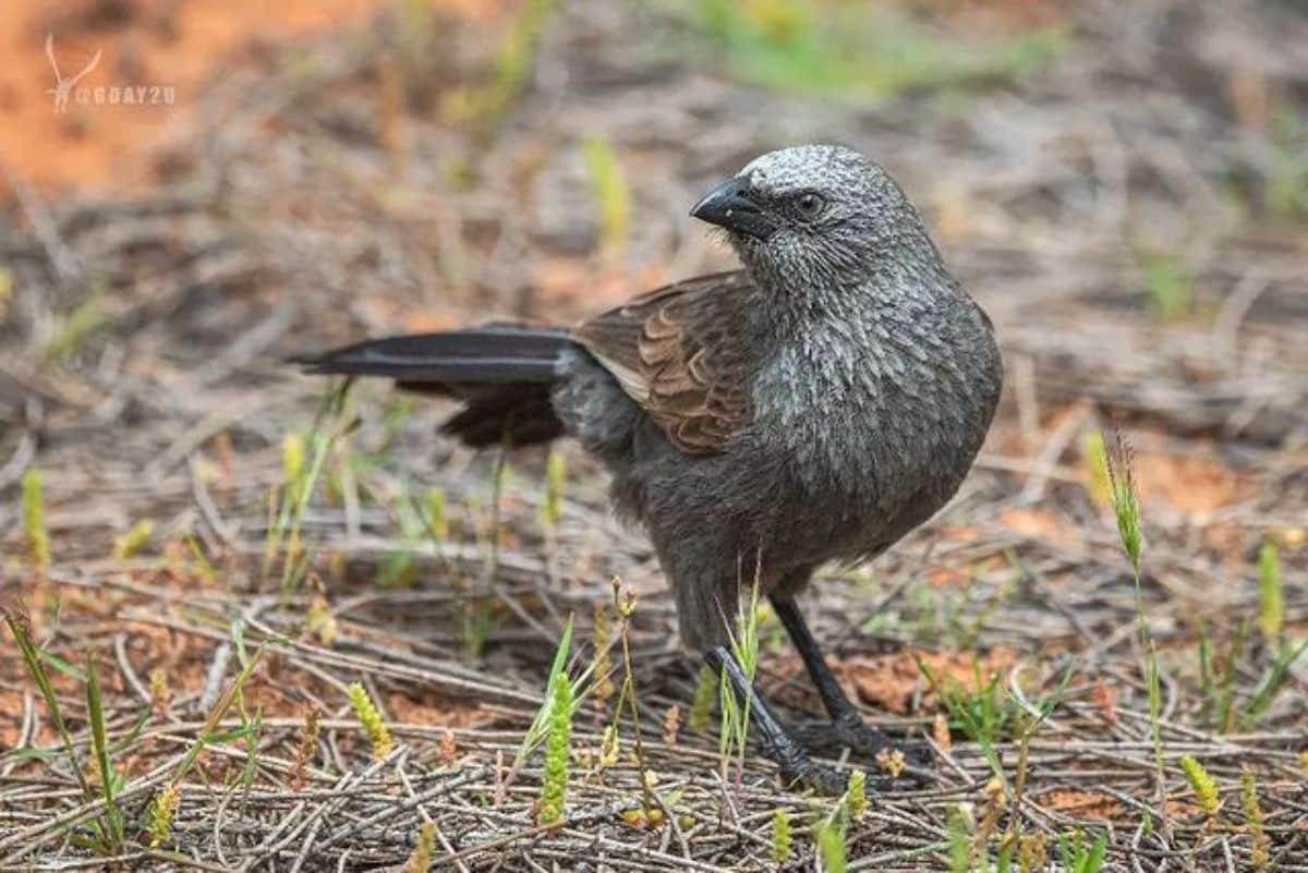 A beautiful Apostlebird standing on the ground.