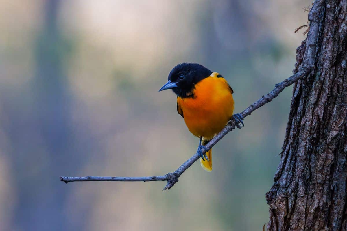 A beautiful Baltimore Oriole perched on a thin branch.