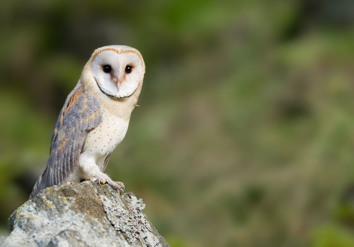 A beautiful Barn Owl perched on a rock.