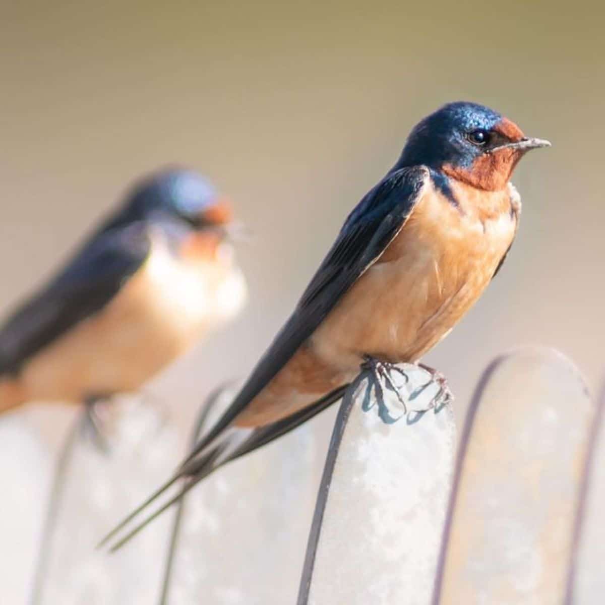 Two adorable Barn Swallows on perched on a fence.