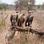Three Vultures perched on an old tree trunk.
