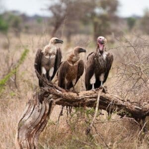 Three Vultures perched on an old tree trunk.