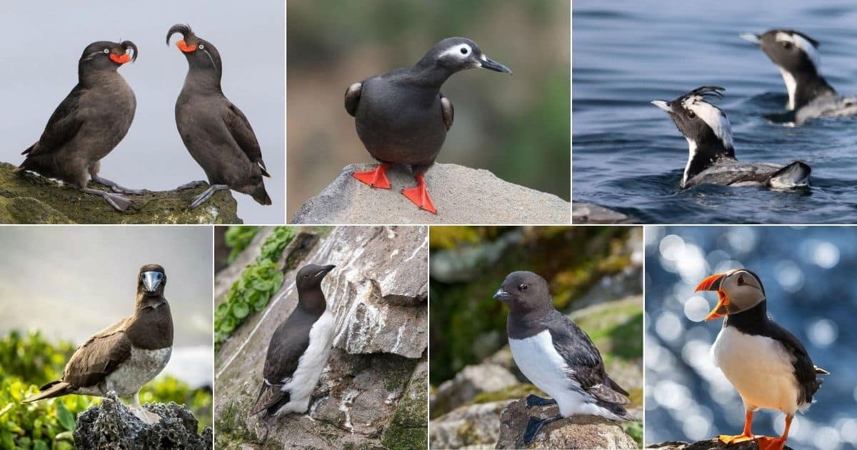 7 Birds That Look Like Penguins But They’re Not facebook image.