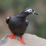 An adorable Spectacled Guillemot perched on a rock.