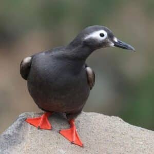 An adorable Spectacled Guillemot perched on a rock.