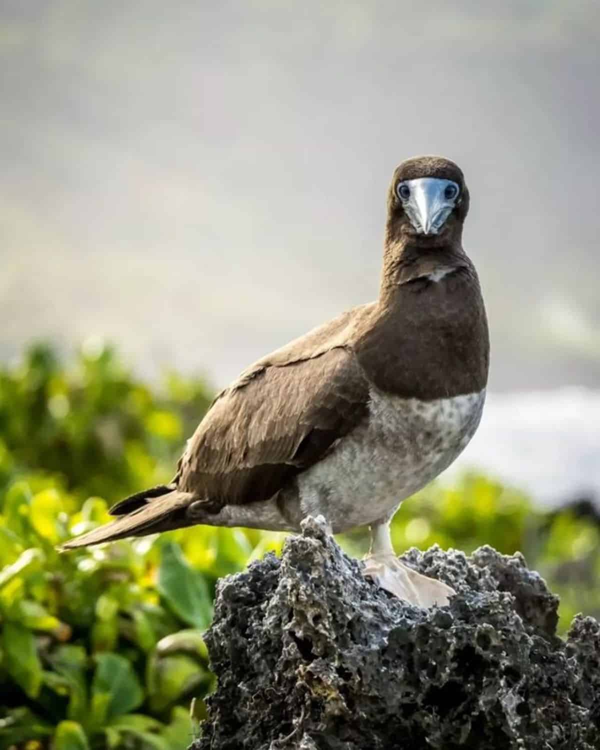 An adorable Booby perched on a rock.