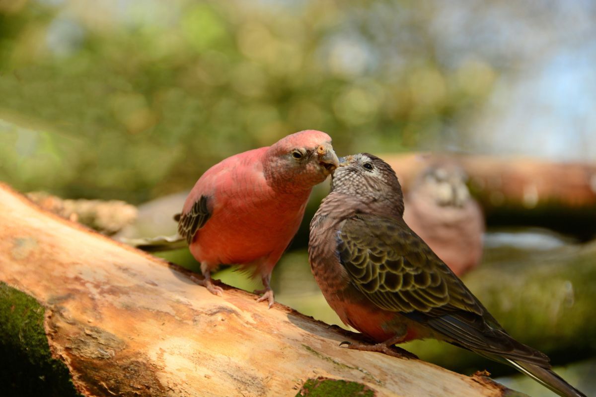 Two Bourke's Parakeets kissing each other on a branch.