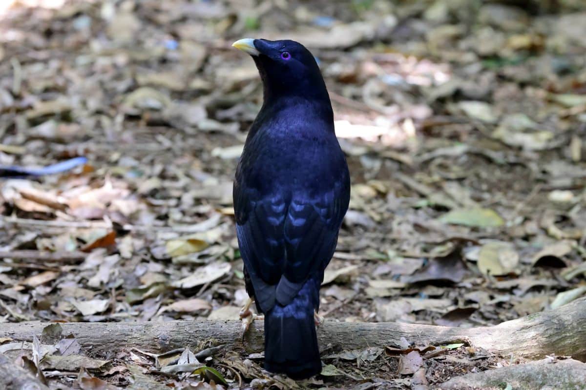 A beautiful shiny Bowerbird perched on a tree root.