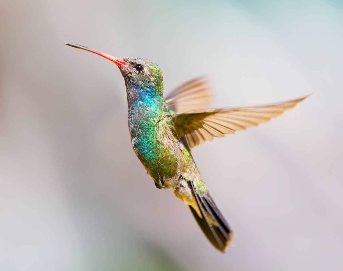 A beautiful  flying Broad-billed Hummingbird-