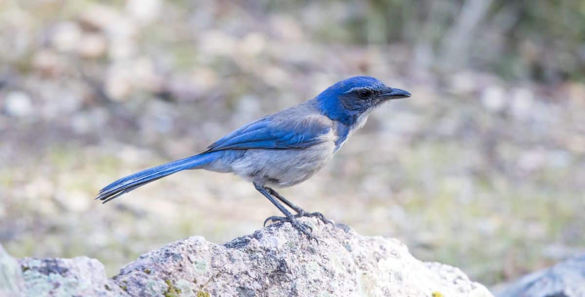 A beautiful California Scrub Jay perched on a rock.