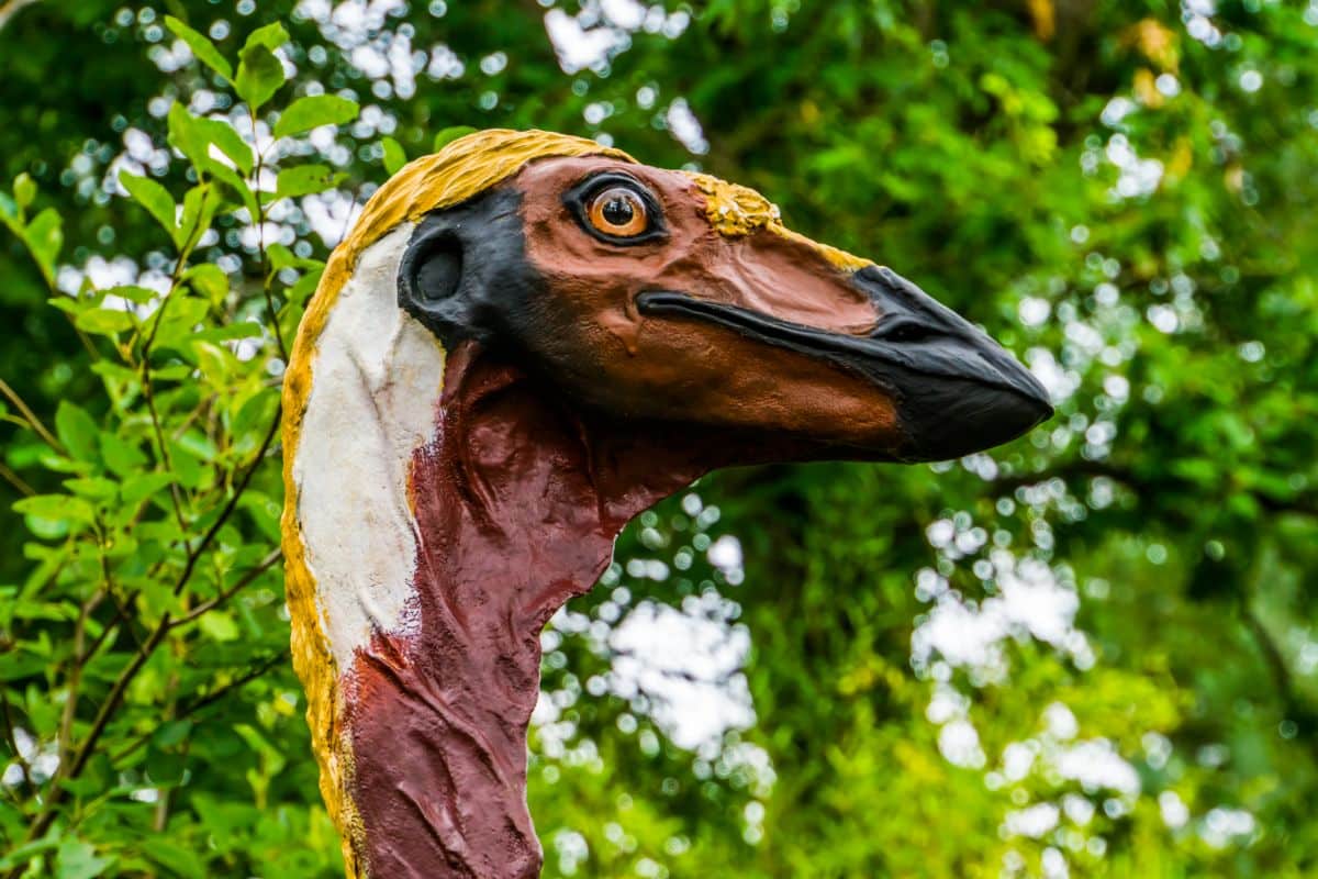 An Elephant Bird head close-up.