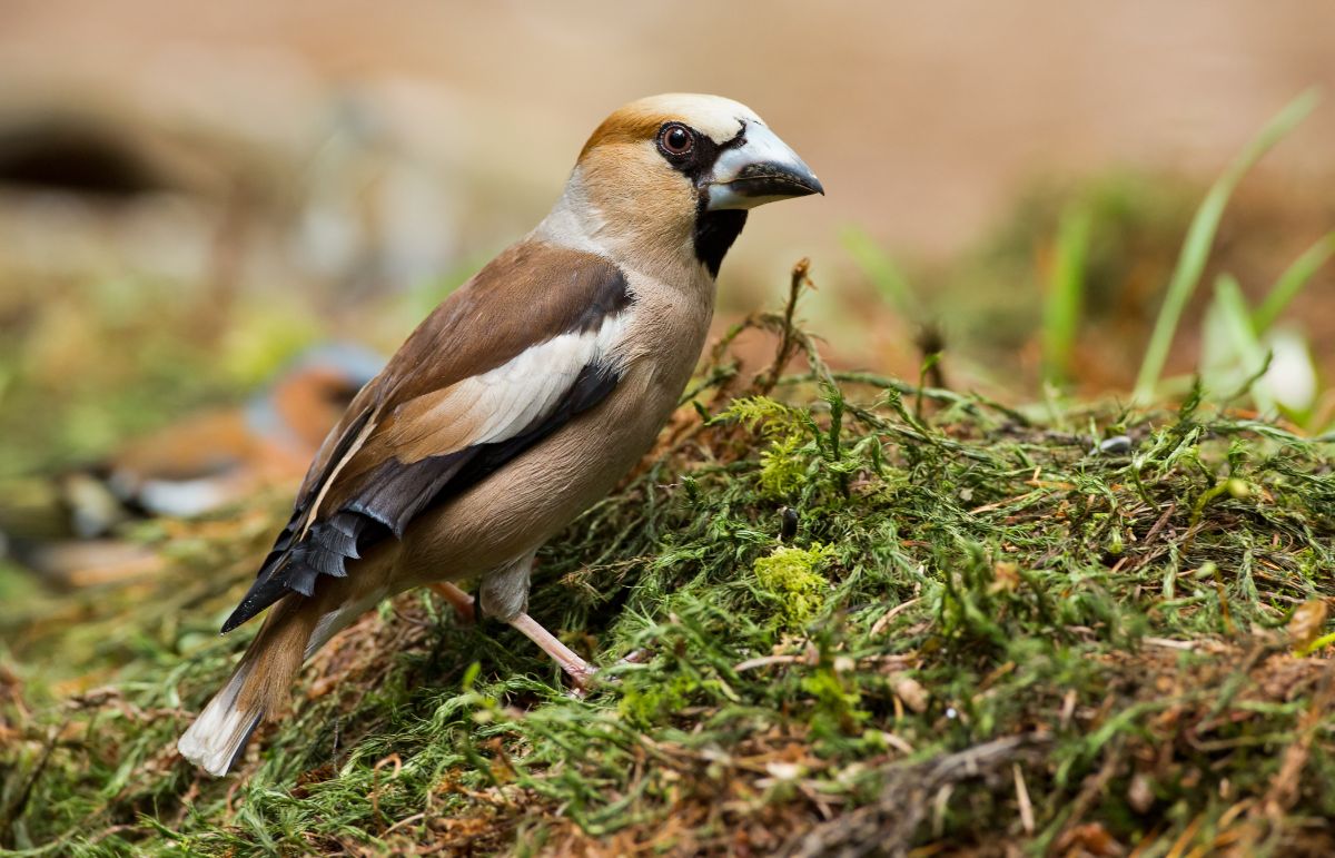 An adorable Finch perched on a moss-covered ground.