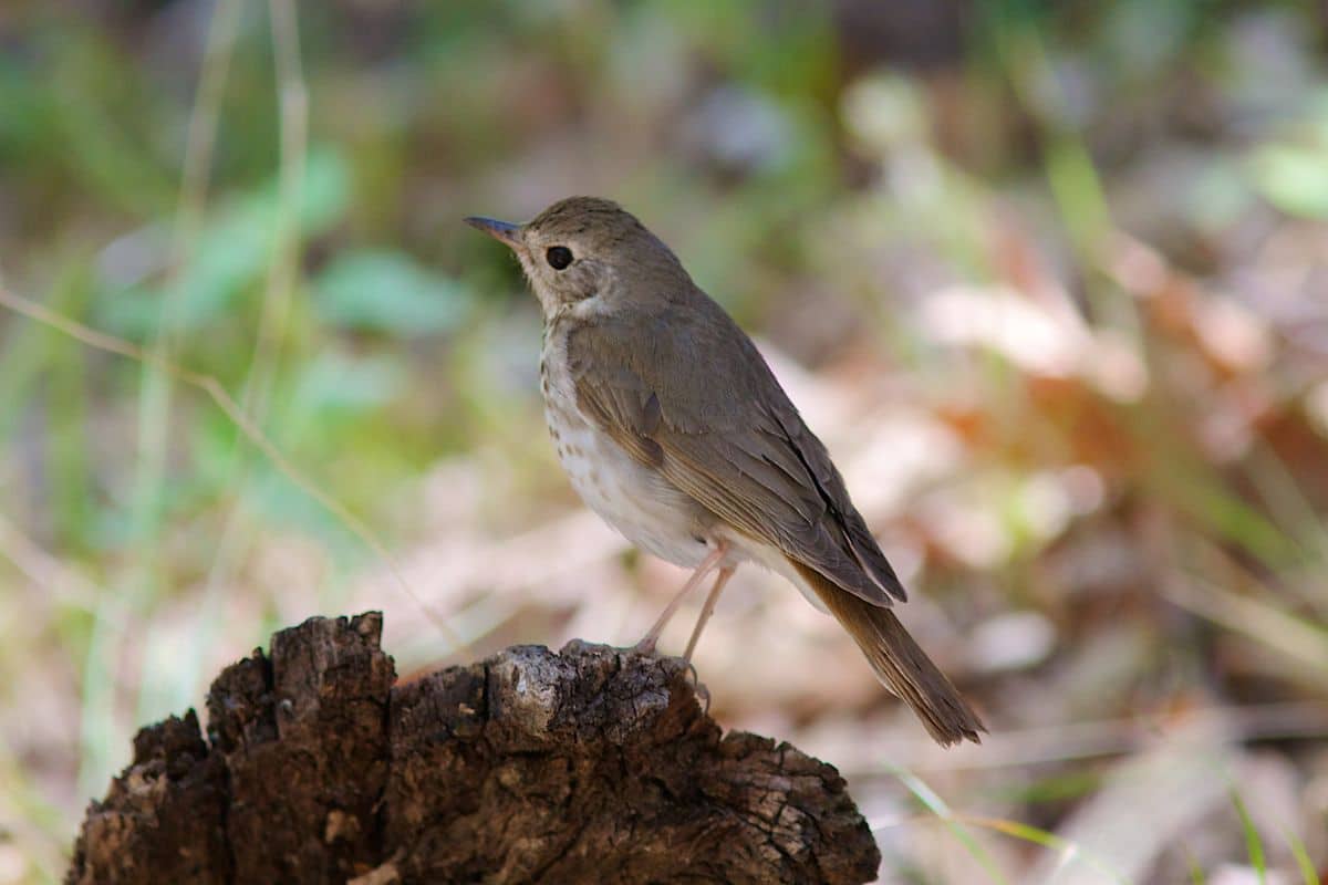 An adorable Hermit Thrush perched on an old tree log.