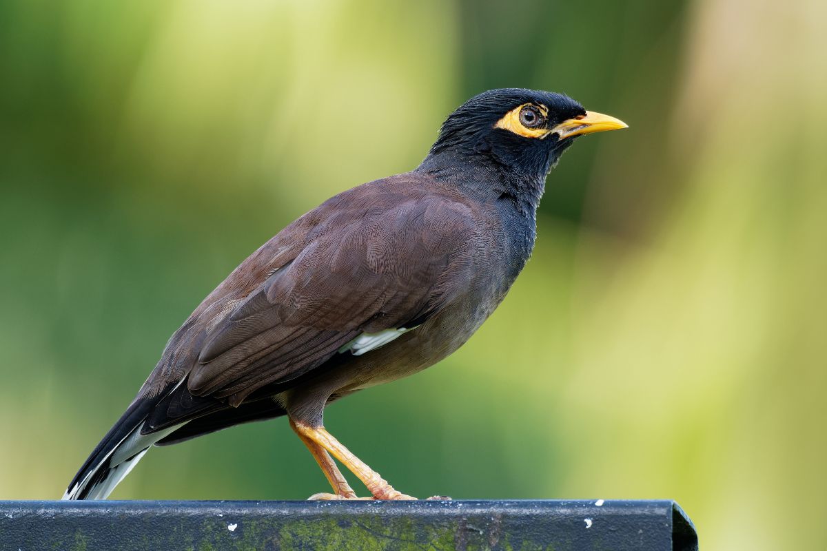 An adorable Mynah perched on a metal tube.