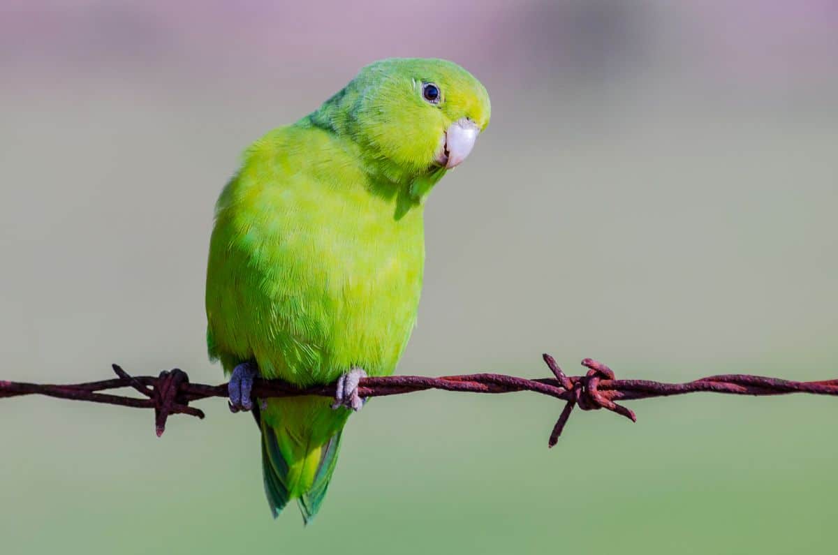A beautiful green Parrotlet perched on a  rusted wire.