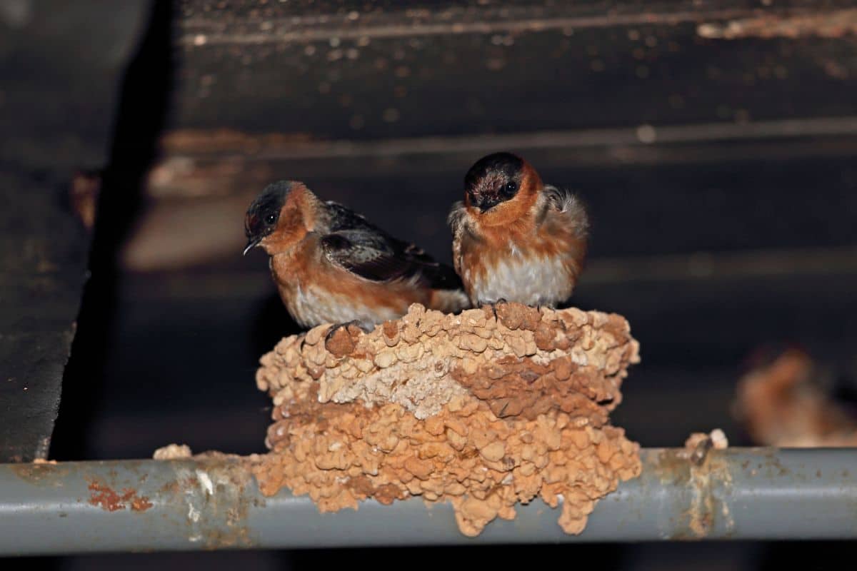 Two adorable Cave Swallows perched on a nest build on a pipe.