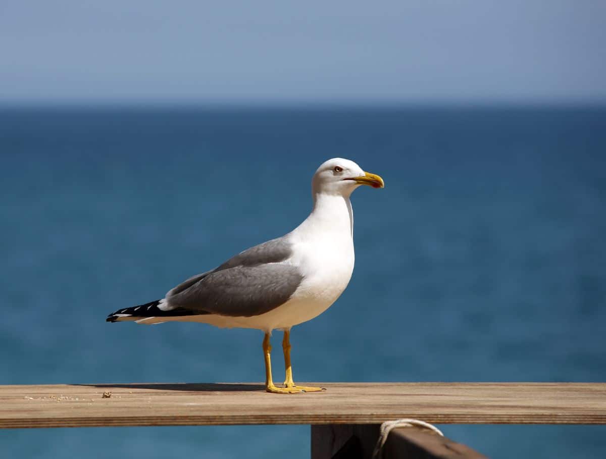 An adorable Seagull perched on a wooden board.