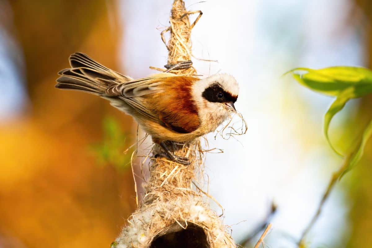 An adorable Penduline Tit Bird perched on the top of a nest.