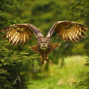 A beautiful flying owl in a forest.