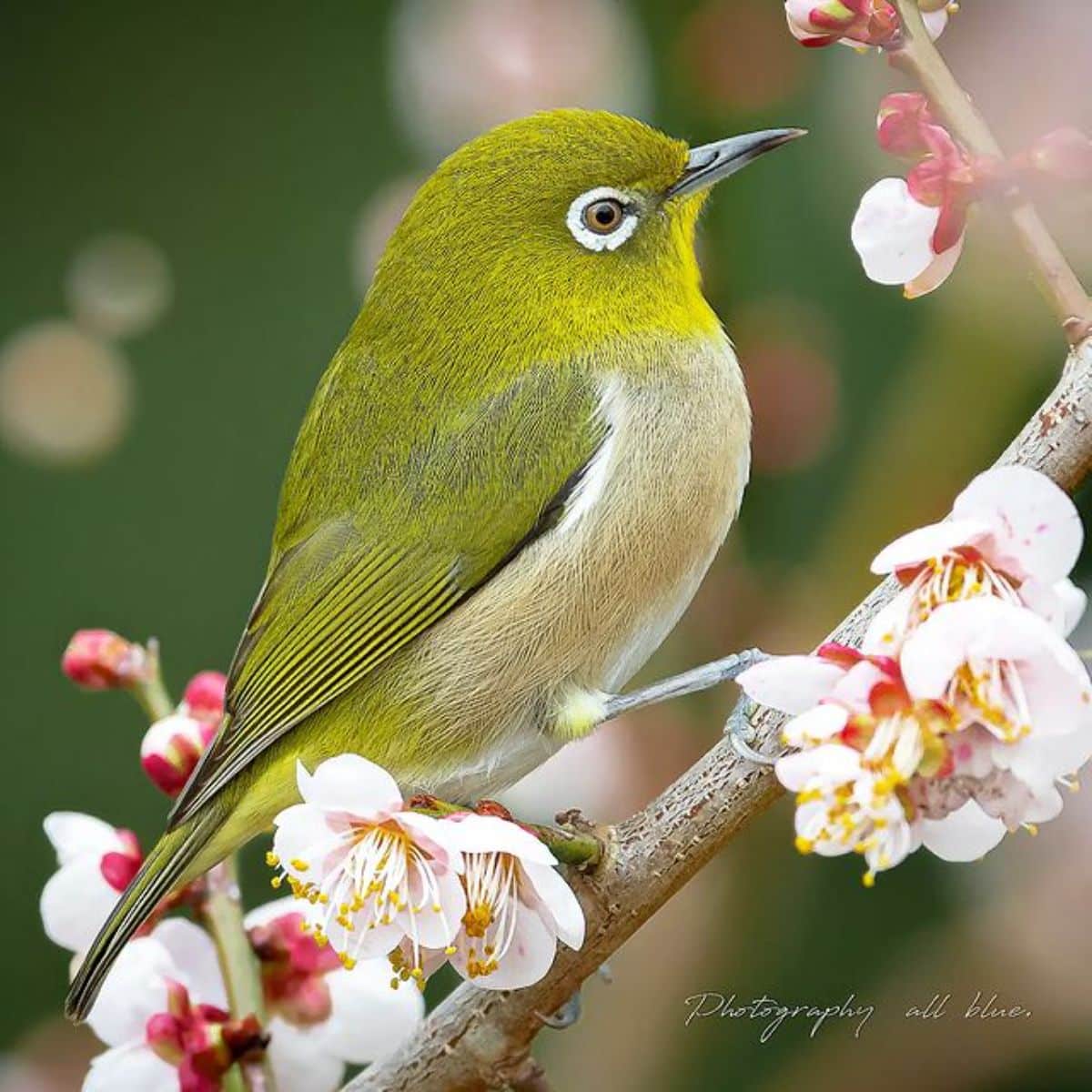 A beautiful Warbling White-Eye perched on a flowering branch.