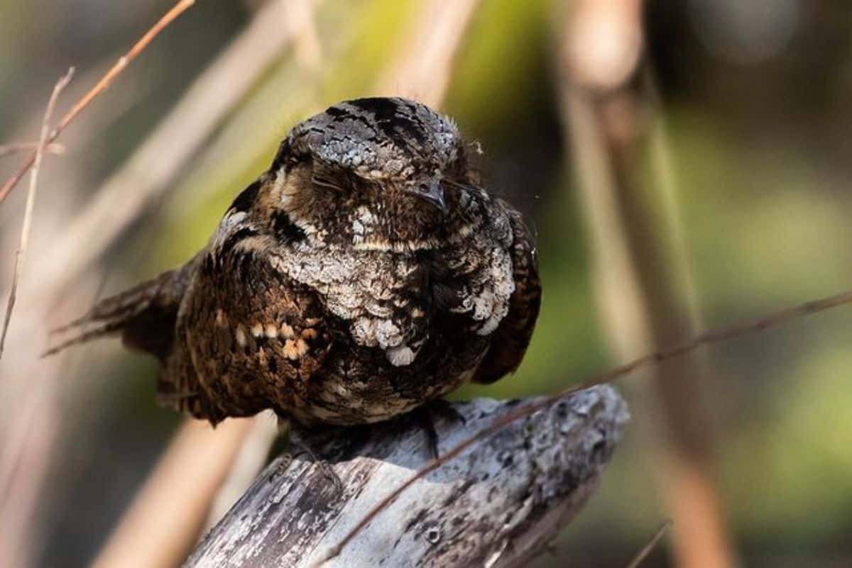 An adorable sleeping Whip-Poor Will on a dried branch.