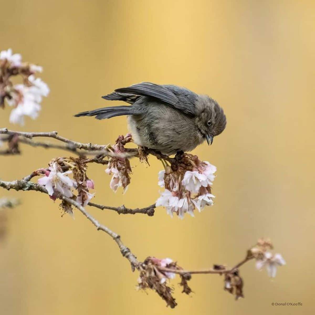 An adorable American Bushtit perched on blooming branches.