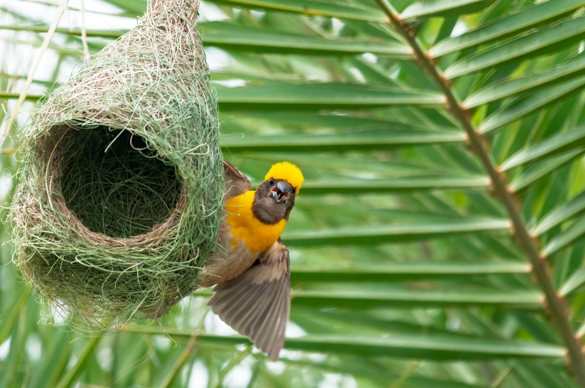 A colorful Baya Weaver perched on a hanging basket.