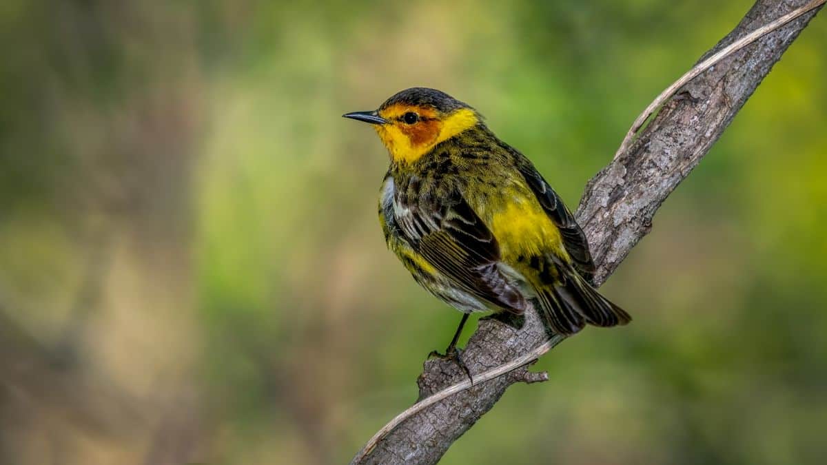 A cute Cape May Warbler perched on a branch.