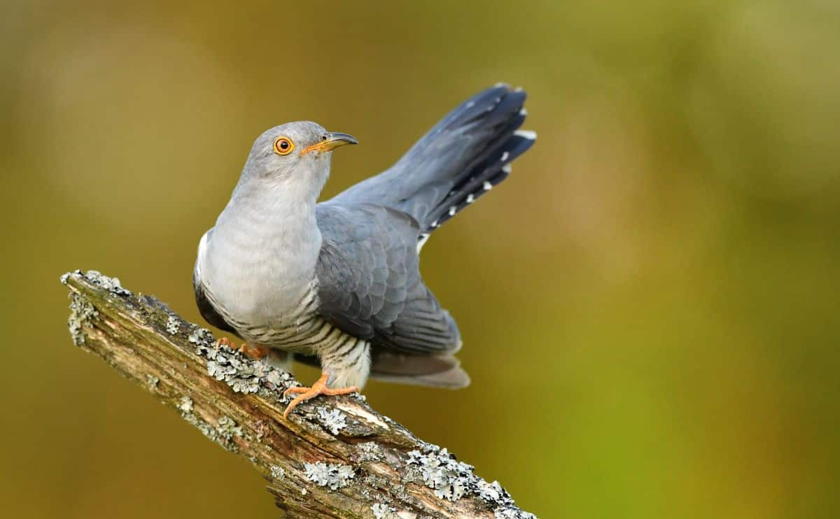 An adorable Common Cuckoo perched on an old branch.