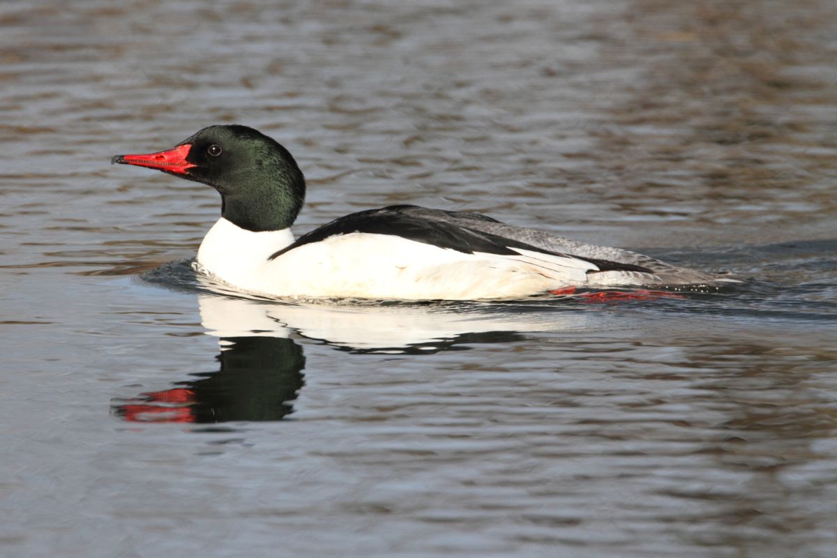 A beautiful Common Merganser swimming in the water.