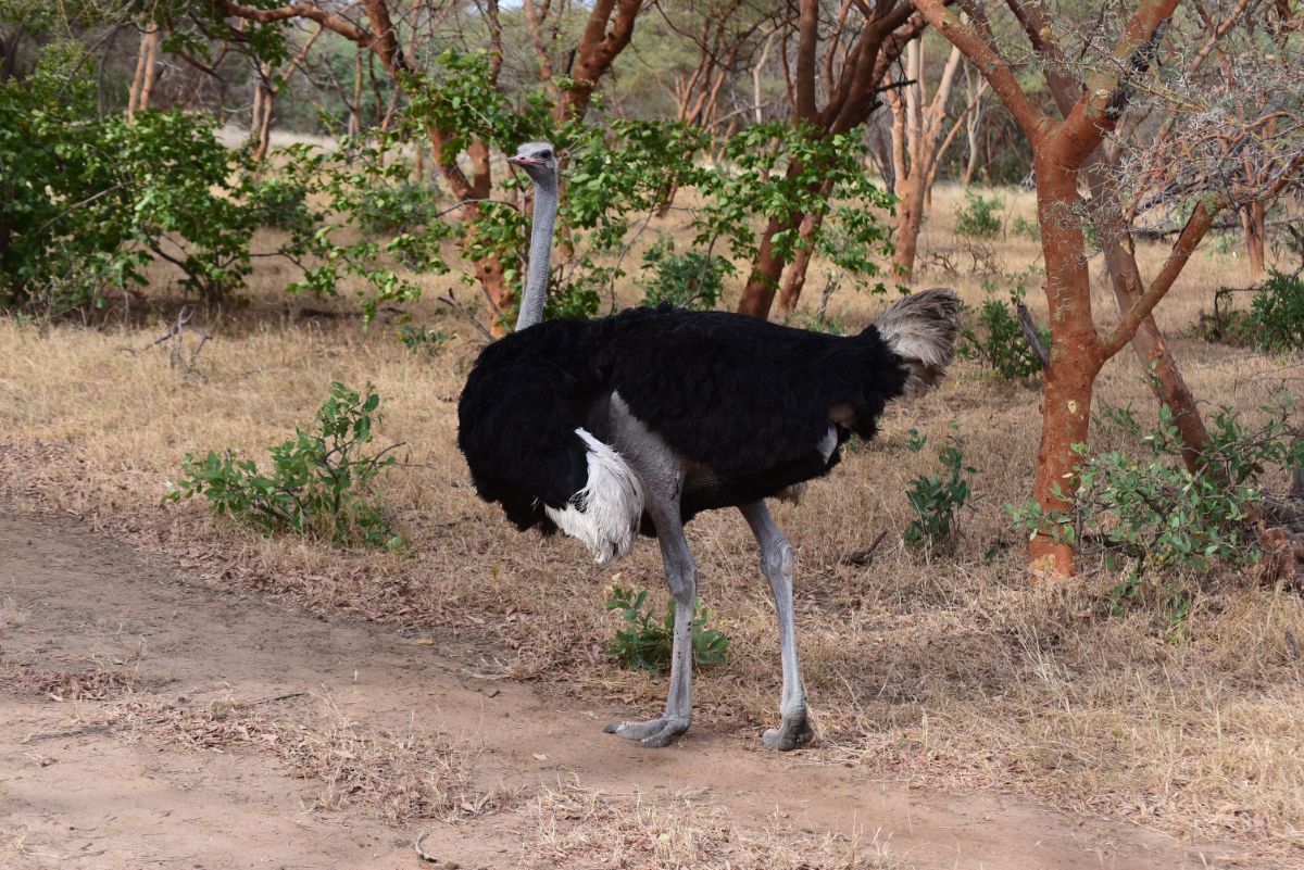 A big curious Common Ostrich in the savannah.
