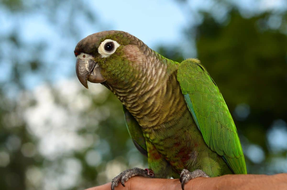 An adorable Green-cheeked Parakeet perched on a branch.