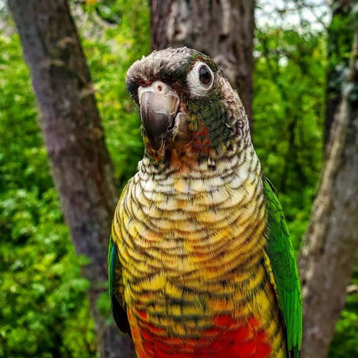 A close-up of a beautiful Green–cheeked Conure.