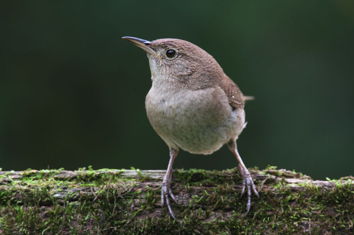 An adorable House Wren perched on a moss-covered board.
