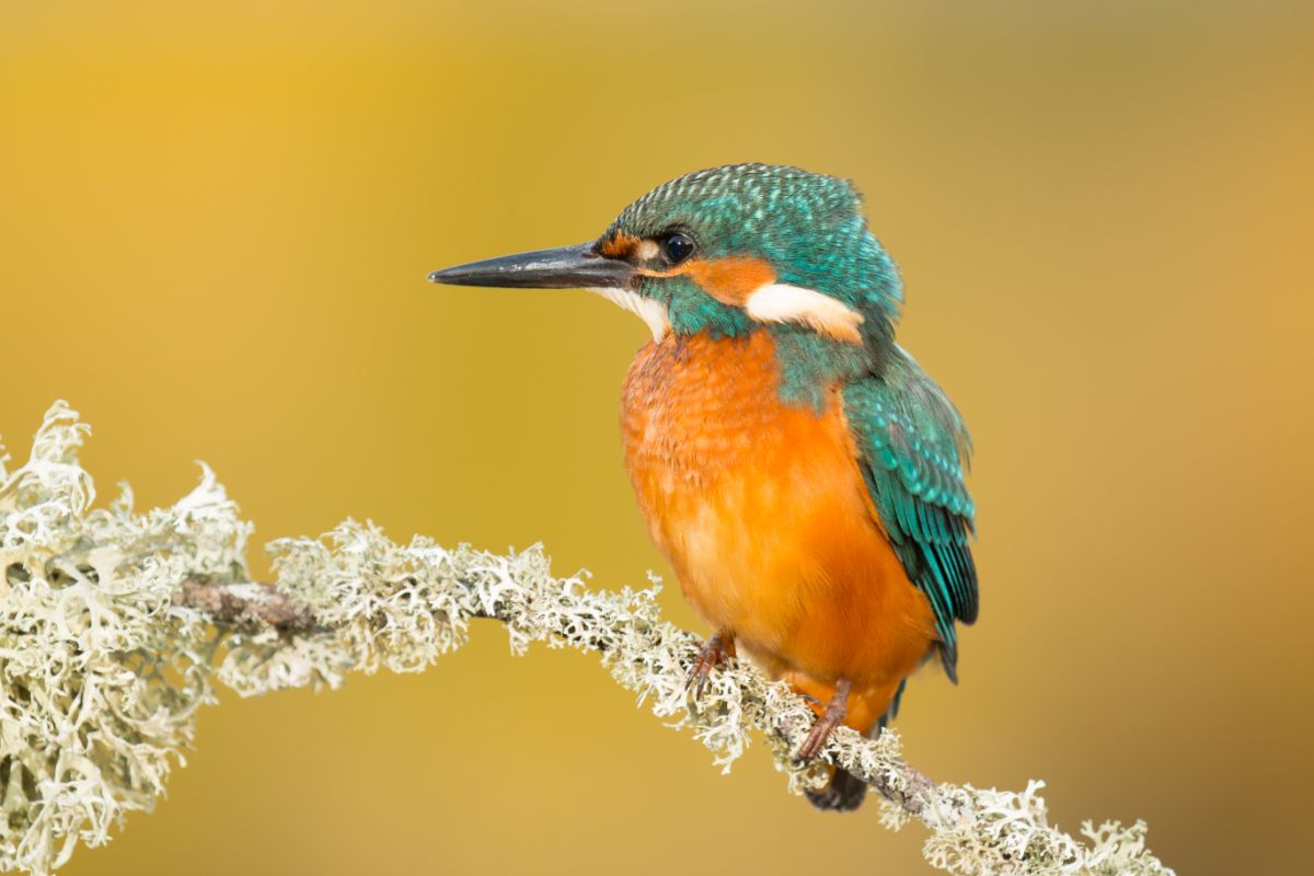 An adorable Kingfisher perched on a branch.
