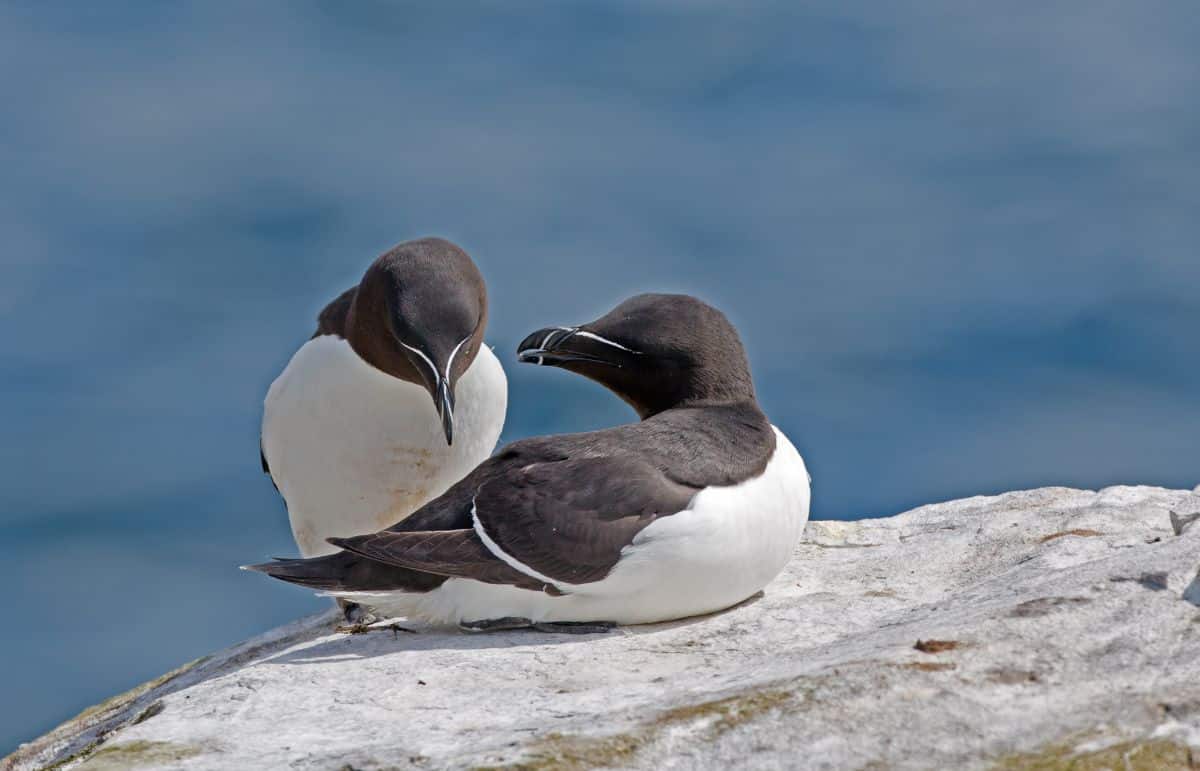 Pair of Razorbills perched on a big rock.