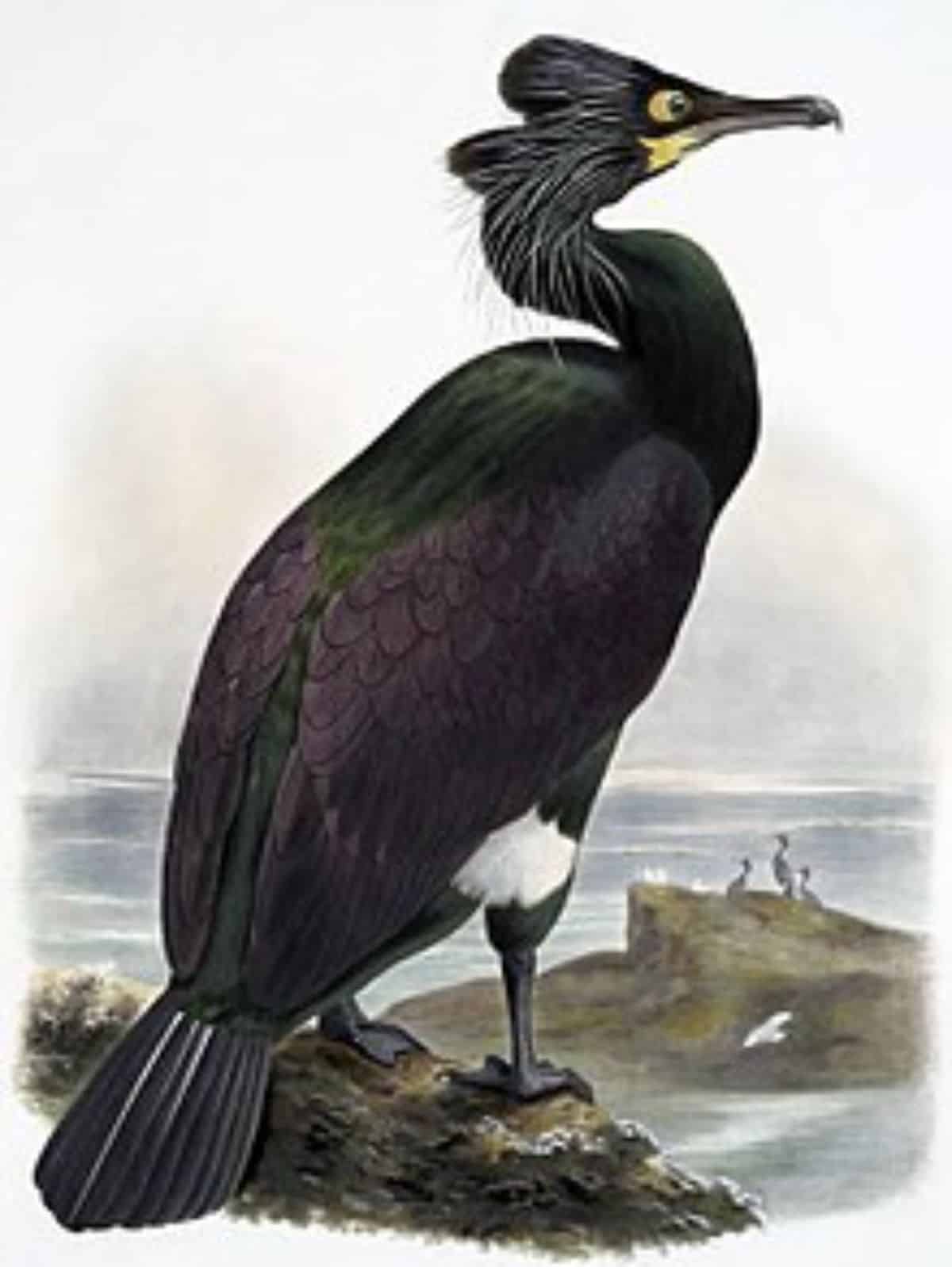 A Spectacled Cormorant drawning.